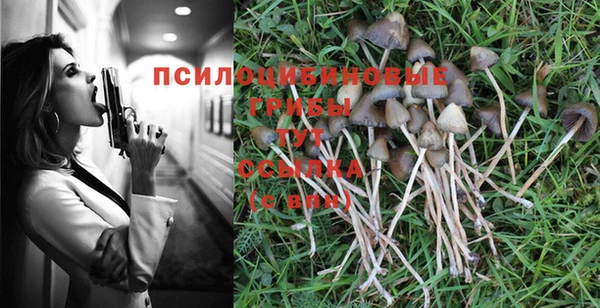 ПСИЛОЦИБИНОВЫЕ ГРИБЫ Новозыбков